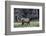 Young Roosevelt Bull-Art Wolfe-Framed Photographic Print