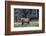 Young Roosevelt Bull-Art Wolfe-Framed Photographic Print