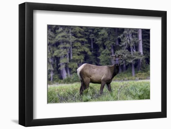 Young Roosevelt Bull-Art Wolfe-Framed Photographic Print