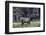 Young Roosevelt Bull-Art Wolfe-Framed Photographic Print