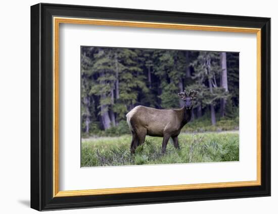 Young Roosevelt Bull-Art Wolfe-Framed Photographic Print