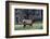 Young Roosevelt Bull-Art Wolfe-Framed Photographic Print