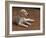 Young Saluki Puppy Lying Down-Adriano Bacchella-Framed Photographic Print