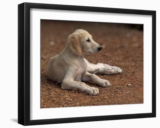 Young Saluki Puppy Lying Down-Adriano Bacchella-Framed Photographic Print