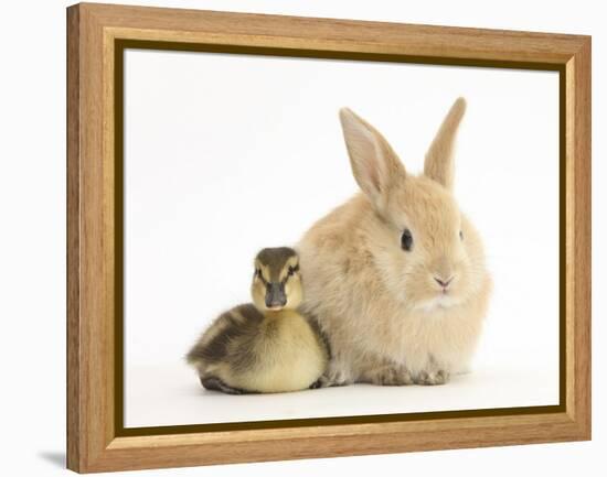 Young Sandy Lop Rabbit and Mallard Duckling Sitting Next to Each Other-Mark Taylor-Framed Premier Image Canvas
