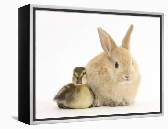 Young Sandy Lop Rabbit and Mallard Duckling Sitting Next to Each Other-Mark Taylor-Framed Premier Image Canvas