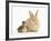 Young Sandy Lop Rabbit and Mallard Duckling Sitting Next to Each Other-Mark Taylor-Framed Photographic Print