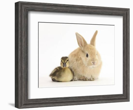 Young Sandy Lop Rabbit and Mallard Duckling Sitting Next to Each Other-Mark Taylor-Framed Photographic Print