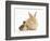 Young Sandy Lop Rabbit and Mallard Duckling Sitting Next to Each Other-Mark Taylor-Framed Photographic Print