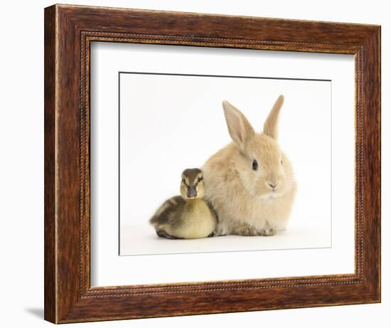 Young Sandy Lop Rabbit and Mallard Duckling Sitting Next to Each Other-Mark Taylor-Framed Photographic Print