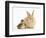 Young Sandy Lop Rabbit and Mallard Duckling Sitting Next to Each Other-Mark Taylor-Framed Photographic Print