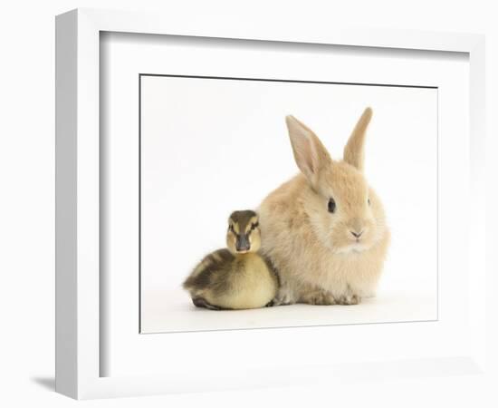 Young Sandy Lop Rabbit and Mallard Duckling Sitting Next to Each Other-Mark Taylor-Framed Photographic Print