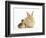Young Sandy Lop Rabbit and Mallard Duckling Sitting Next to Each Other-Mark Taylor-Framed Photographic Print