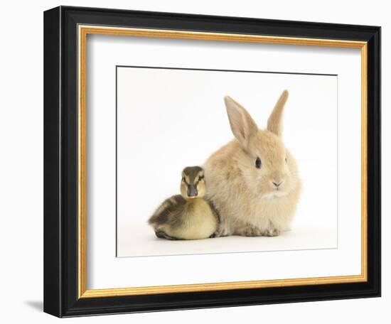 Young Sandy Lop Rabbit and Mallard Duckling Sitting Next to Each Other-Mark Taylor-Framed Photographic Print