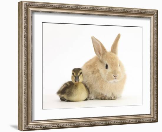 Young Sandy Lop Rabbit and Mallard Duckling Sitting Next to Each Other-Mark Taylor-Framed Photographic Print