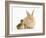 Young Sandy Lop Rabbit and Mallard Duckling Sitting Next to Each Other-Mark Taylor-Framed Photographic Print