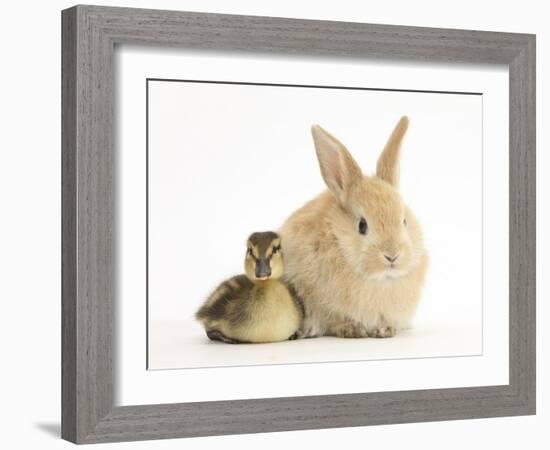 Young Sandy Lop Rabbit and Mallard Duckling Sitting Next to Each Other-Mark Taylor-Framed Photographic Print