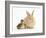 Young Sandy Lop Rabbit and Mallard Duckling Sitting Next to Each Other-Mark Taylor-Framed Photographic Print