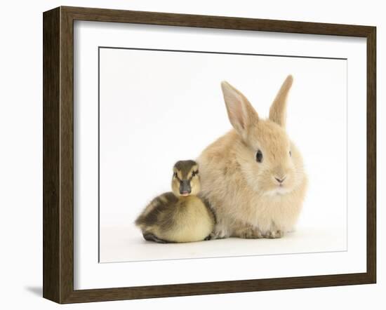 Young Sandy Lop Rabbit and Mallard Duckling Sitting Next to Each Other-Mark Taylor-Framed Photographic Print