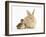Young Sandy Lop Rabbit and Mallard Duckling Sitting Next to Each Other-Mark Taylor-Framed Photographic Print