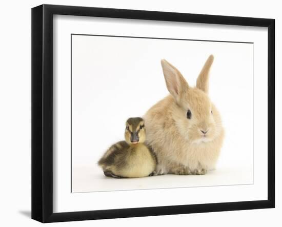 Young Sandy Lop Rabbit and Mallard Duckling Sitting Next to Each Other-Mark Taylor-Framed Photographic Print