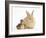 Young Sandy Lop Rabbit and Mallard Duckling Sitting Next to Each Other-Mark Taylor-Framed Photographic Print