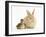 Young Sandy Lop Rabbit and Mallard Duckling Sitting Next to Each Other-Mark Taylor-Framed Photographic Print