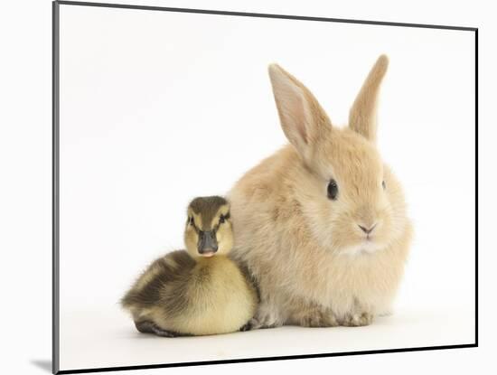 Young Sandy Lop Rabbit and Mallard Duckling Sitting Next to Each Other-Mark Taylor-Mounted Photographic Print