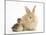 Young Sandy Lop Rabbit and Mallard Duckling Sitting Next to Each Other-Mark Taylor-Mounted Photographic Print