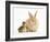 Young Sandy Lop Rabbit and Mallard Duckling Sitting Next to Each Other-Mark Taylor-Framed Photographic Print