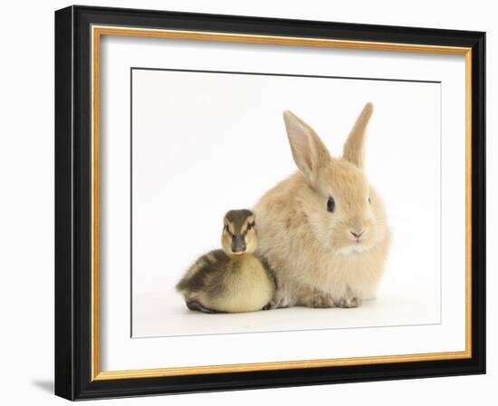 Young Sandy Lop Rabbit and Mallard Duckling Sitting Next to Each Other-Mark Taylor-Framed Photographic Print