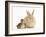 Young Sandy Lop Rabbit and Mallard Duckling Sitting Next to Each Other-Mark Taylor-Framed Photographic Print