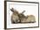 Young Sandy Rabbits-Mark Taylor-Framed Photographic Print