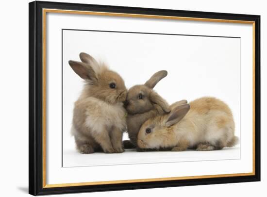 Young Sandy Rabbits-Mark Taylor-Framed Photographic Print