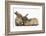 Young Sandy Rabbits-Mark Taylor-Framed Photographic Print