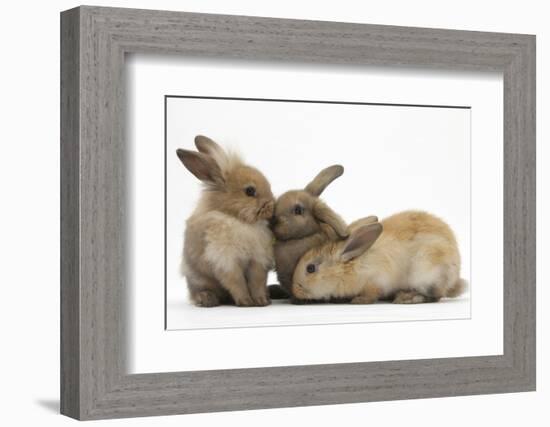 Young Sandy Rabbits-Mark Taylor-Framed Photographic Print