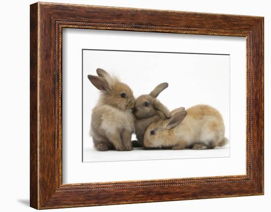 Young Sandy Rabbits-Mark Taylor-Framed Photographic Print