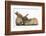 Young Sandy Rabbits-Mark Taylor-Framed Photographic Print