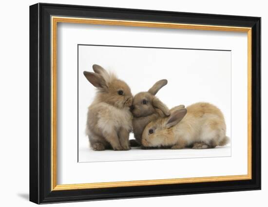 Young Sandy Rabbits-Mark Taylor-Framed Photographic Print