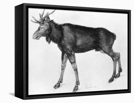 Young Scandinavian Elk with Immature Antlers, Late 15th-Early 16th Century-Albrecht Durer-Framed Premier Image Canvas