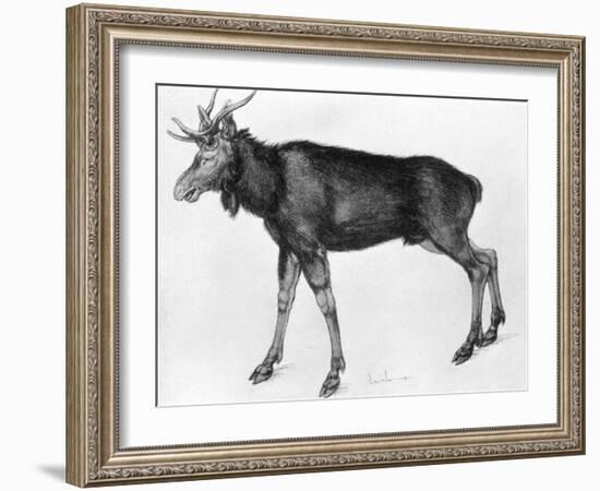 Young Scandinavian Elk with Immature Antlers, Late 15th-Early 16th Century-Albrecht Durer-Framed Giclee Print