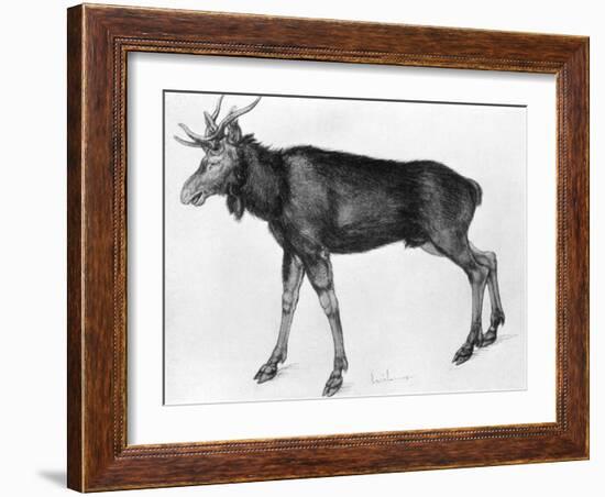 Young Scandinavian Elk with Immature Antlers, Late 15th-Early 16th Century-Albrecht Durer-Framed Giclee Print