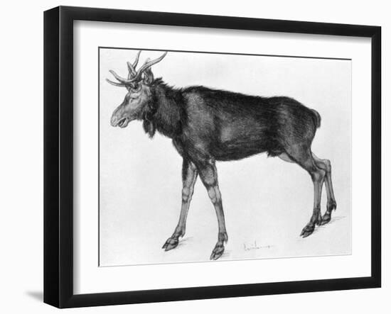 Young Scandinavian Elk with Immature Antlers, Late 15th-Early 16th Century-Albrecht Durer-Framed Giclee Print