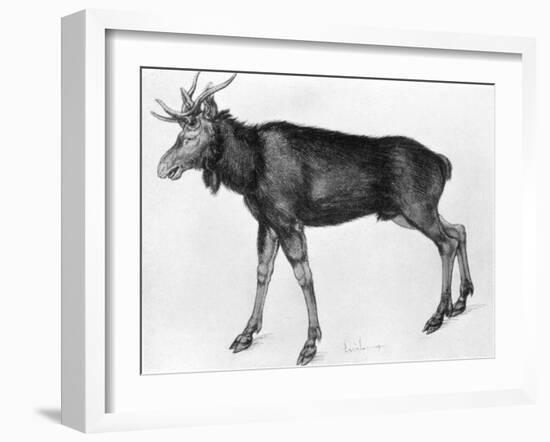 Young Scandinavian Elk with Immature Antlers, Late 15th-Early 16th Century-Albrecht Durer-Framed Giclee Print