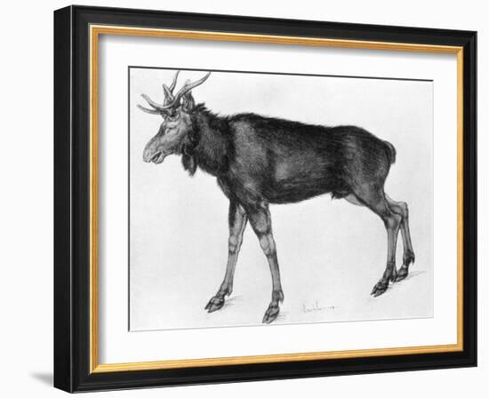 Young Scandinavian Elk with Immature Antlers, Late 15th-Early 16th Century-Albrecht Durer-Framed Giclee Print