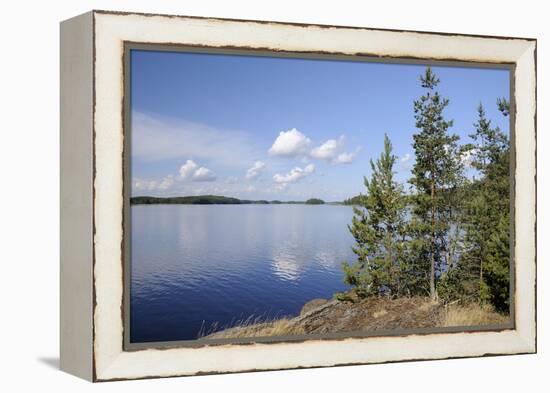 Young Scots Pine Trees (Pinus Sylvestris) Growing Near Rocky Shore of Lake Saimaa-Nick Upton-Framed Premier Image Canvas