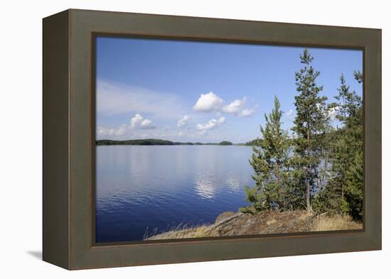 Young Scots Pine Trees (Pinus Sylvestris) Growing Near Rocky Shore of Lake Saimaa-Nick Upton-Framed Premier Image Canvas