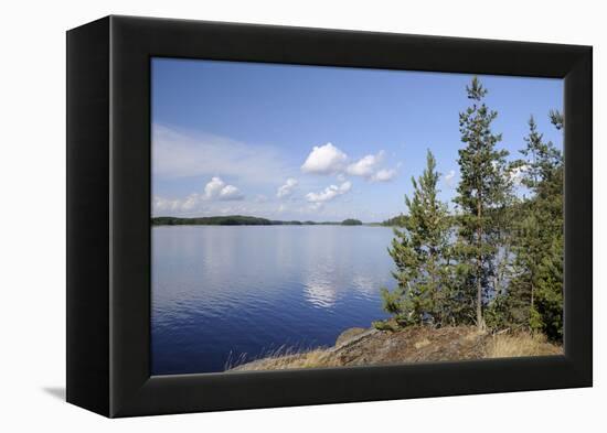 Young Scots Pine Trees (Pinus Sylvestris) Growing Near Rocky Shore of Lake Saimaa-Nick Upton-Framed Premier Image Canvas