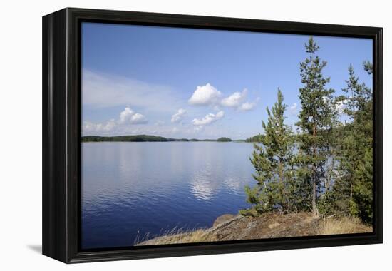 Young Scots Pine Trees (Pinus Sylvestris) Growing Near Rocky Shore of Lake Saimaa-Nick Upton-Framed Premier Image Canvas