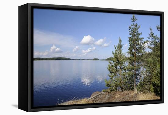 Young Scots Pine Trees (Pinus Sylvestris) Growing Near Rocky Shore of Lake Saimaa-Nick Upton-Framed Premier Image Canvas